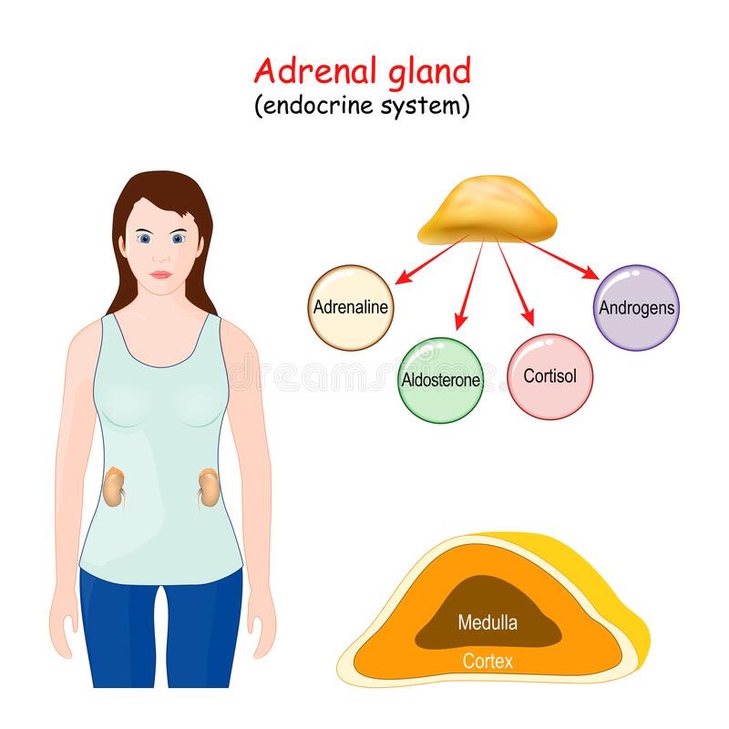 Adrenal Gland Lab Tests